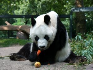 Панда с морковкой фото